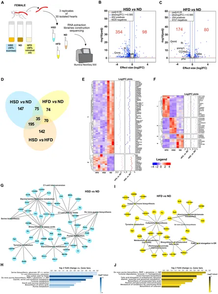 High fat or sugar diets change heart gene activity, affecting metabolism and key biological pathways.