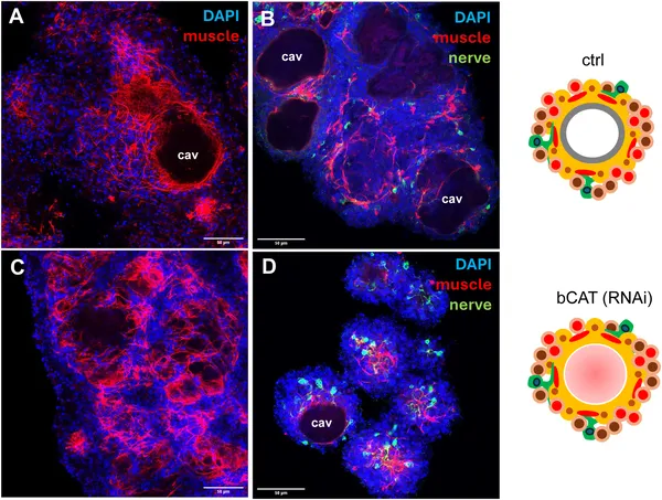 Reducing bcat-1 changes muscle and nerve cell patterns in 2-week-old Echinococcus cell cultures, shown by colorful cell staining.