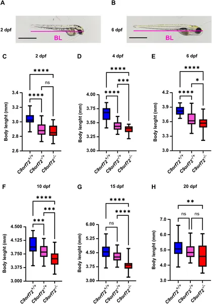 Zebrafish lacking C9orf72 gene stay smaller than normal from embryo to larval stages, showing persistent size reduction up to 20 days old.