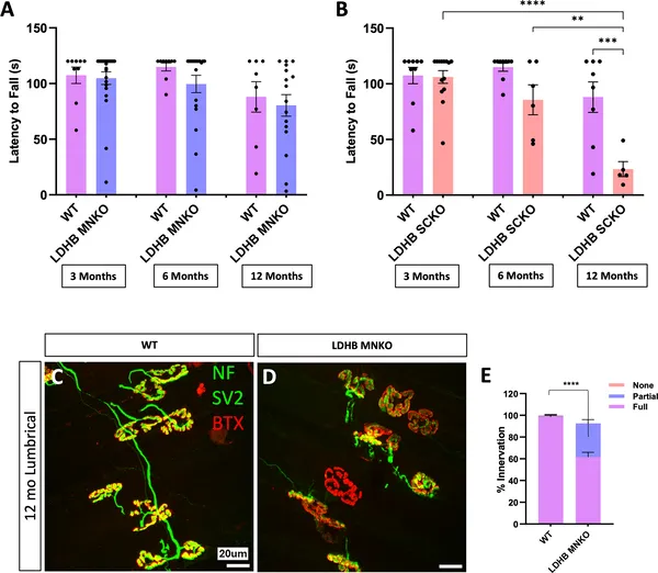 Removing LDHB in Schwann cells, not motor neurons, causes motor problems by 6 months, shown by movement tests and nerve-muscle connection images.