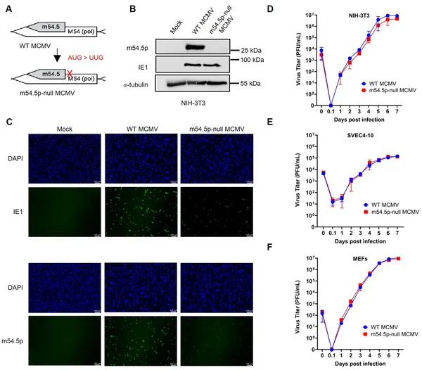 A mutant virus lacking m54.5p grows just as well as the normal virus in various mouse cells in lab tests.