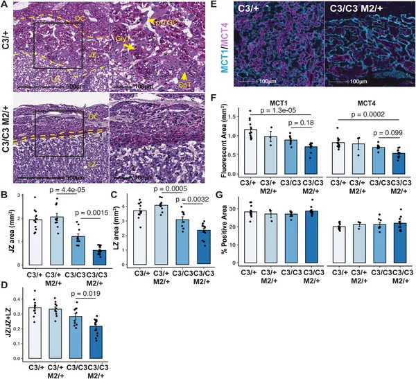 Placentae with semi-lethal genotypes show smaller key zones and altered cell markers, highlighting developmental differences at mid-gestation.