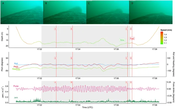 This figure shows a detailed dive of a tagged animal feeding, with video snapshots and data on its speed, body movement, and swimming effort.