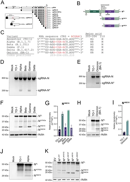Certain SARS-CoV-2 variants create shorter nucleocapsid proteins by using new RNA signals, shown by genetic maps and infected cell tests.