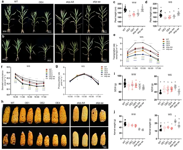 This figure shows how genetically modified maize with ZmSKIP grows taller, uses water better, and produces heavier ears, especially under drought conditions.