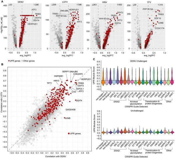 Orthoflaviviruses trigger stress responses in liver cells, shown by gene changes linked to infection levels and viral counts.