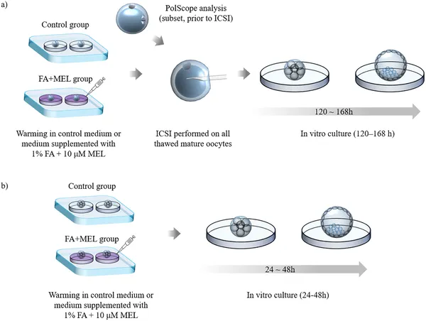 Oocytes and embryos were warmed with or without fatty acids and melatonin, then fertilized and cultured to study development stages.