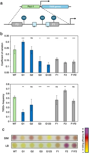 Specific DNA sites control variable expression of a bacterial secretion system, affecting its activity and ability to kill other bacteria.