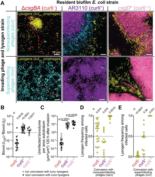 Images and data show how different phages invade E. coli biofilms with varying curli levels over 120 hours, affecting bacterial survival and infection rates.