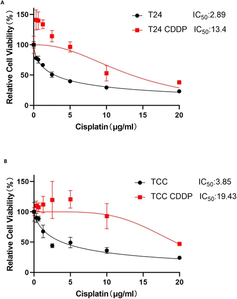 T24/CDDP and TCC/CDDP cells show higher survival than original cells after 48-hour treatment with increasing CDDP doses.