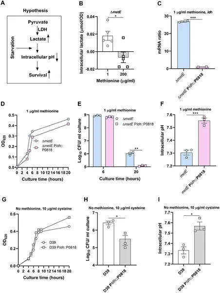 Methionine starvation boosts lactate production, lowering bacterial pH and enhancing survival by increasing lactate dehydrogenase activity.