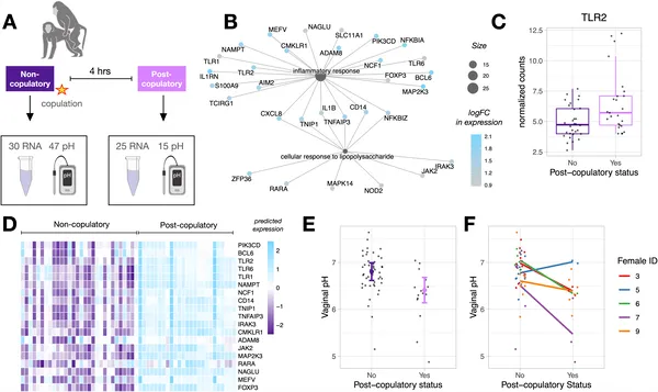 After mating, immune genes increase and vaginal pH drops, showing the body's response to copulation with changes in gene activity and acidity.