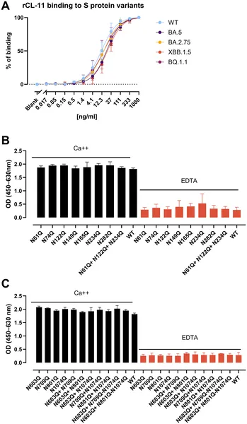 CL-11 protein binds differently to spike proteins from various COVID-19 variants and changes when sugar sites on the spike are mutated.
