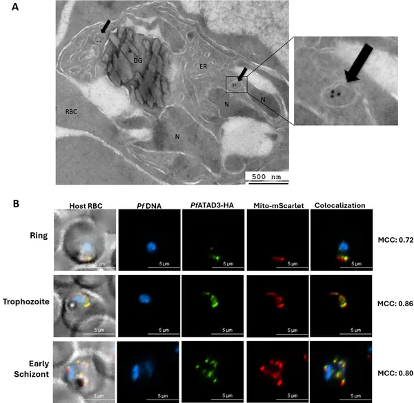 Pf ATAD3 protein is found in the mitochondria of malaria parasites during their asexual growth stages, shown by microscopy techniques.