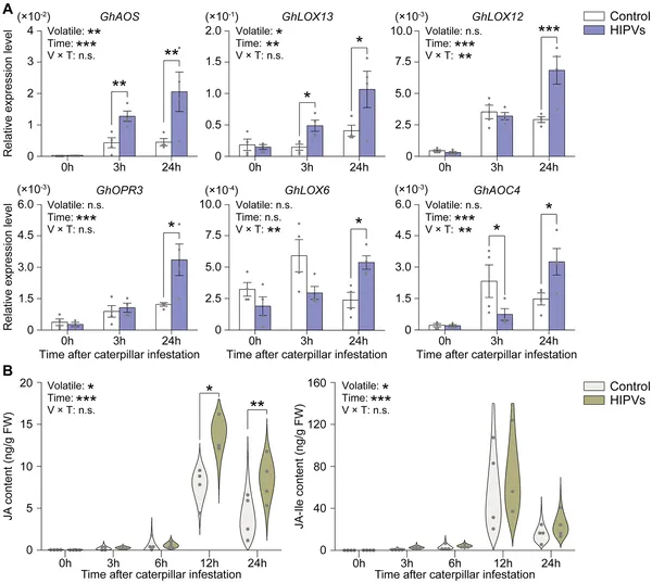 Plants exposed to caterpillar-damaged neighbors show increased defense gene activity and hormone levels linked to jasmonic acid after 48 hours.