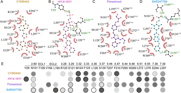Key pocket residues interact with different drugs to activate S1PR1, and mutations affect how well these drugs trigger receptor signaling.