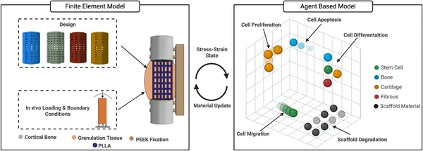 A detailed model links physical forces and cell behavior to study tissue changes.