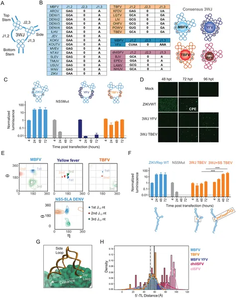 This figure analyzes the 3-way RNA junction in flaviviruses, showing its structure, sequence, and impact on virus replication and cell infection over time.