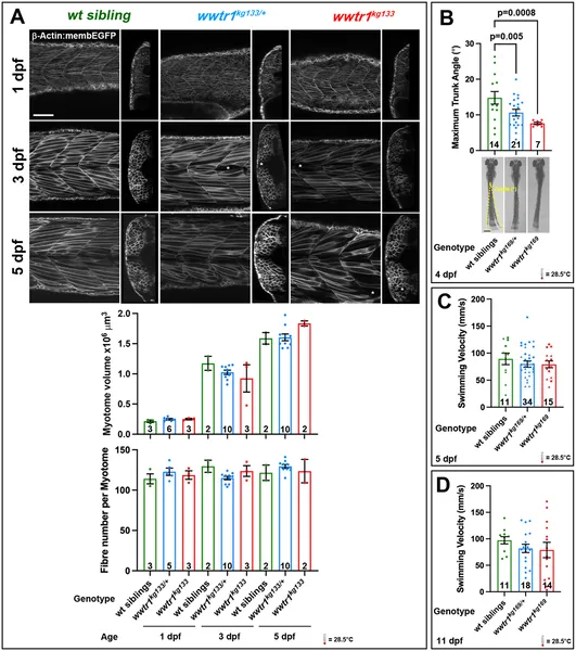 Wwtr1 mutant fish show normal muscle growth but reduced movement and slower swimming when stimulated compared to normal siblings.