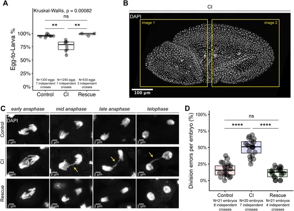 Embryos from CI crosses show more cell division errors during early development compared to controls, affecting egg hatch rates and chromosome segregation.