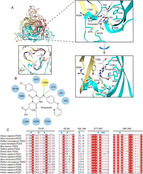 This figure shows how the drug sivopixant binds to the human P2X3 receptor, highlighting key interactions and comparing related proteins across species.