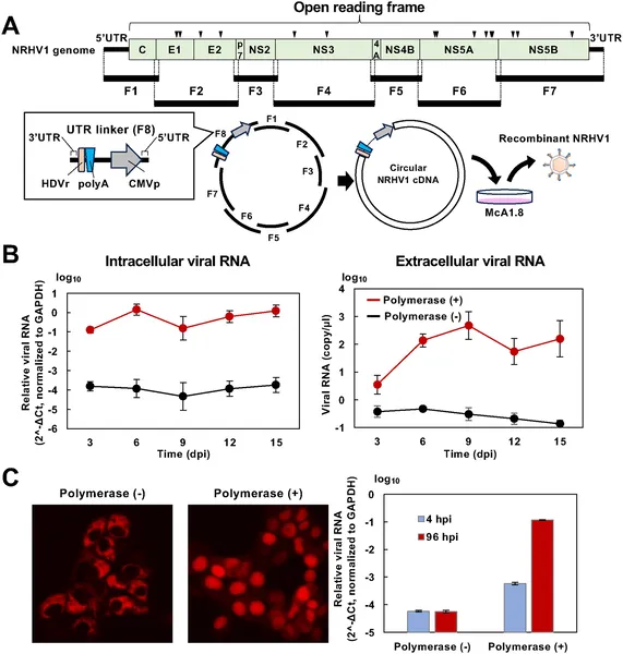 Scientists created a synthetic NRHV1 virus in rat liver cells and tracked its RNA levels over time to study virus production.