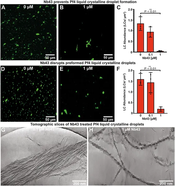Nanobody Nb43 strongly blocks and breaks down Pf4 liquid crystal droplets, shown by microscopy and cryo-ET images at different concentrations.