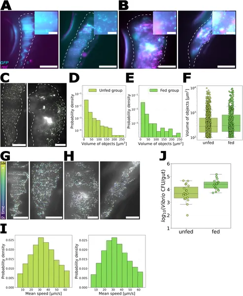 Vibrio bacteria's location and movement in zebrafish guts stay the same whether or not rotifers are eaten.