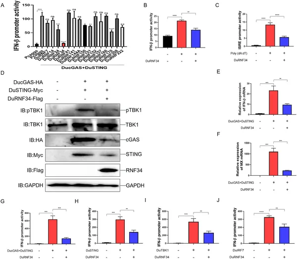 DuRNF34 reduces duck immune signaling by lowering activity and gene expression in the cGAS-STING pathway in duck cells.