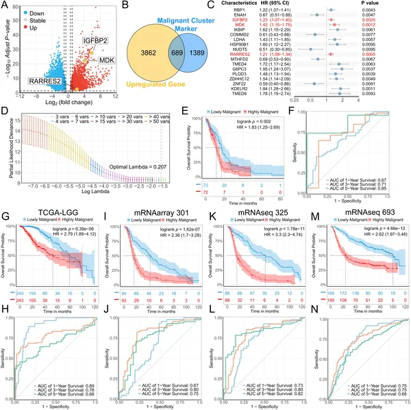 This figure shows how a model predicts survival in brain tumor patients using gene data across multiple patient groups.
