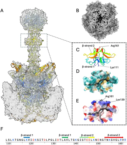 Cryo-EM and AlphaFold3 reveal detailed 3D structure and features of the HAdV-D10 virus fiber protein, highlighting its shape and charge properties.
