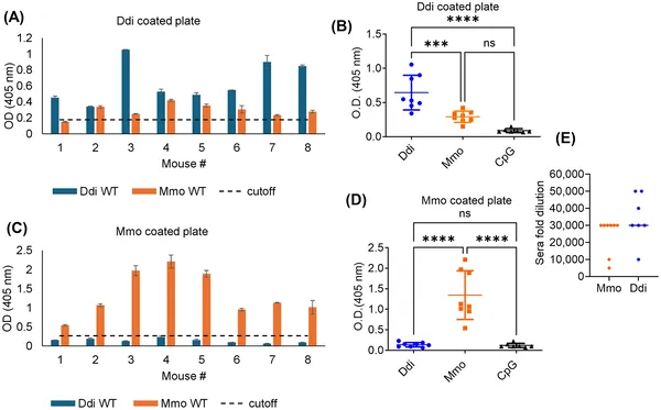 Mice vaccinated with Ddi or Mmo showed strong antibody responses compared to controls after four doses, measured by ELISA tests.