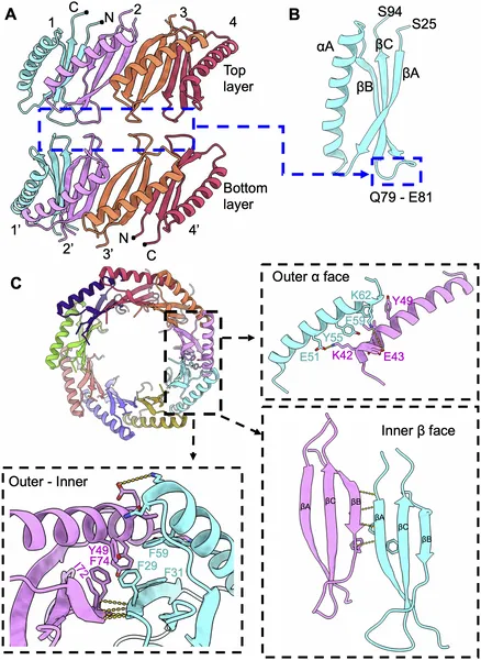 Fig 3 shows how FPM13 units connect, highlighting key areas where they interact to form a stable structure.