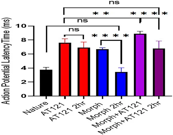 Morphine and AT121 affect nerve signal timing in newborn mouse brain cells, measured 2 hours after treatment.