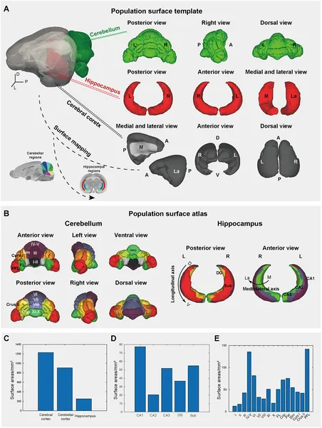 3D brain maps show detailed regions of the tree shrew's cerebellum, hippocampus, and cortex with their sizes and locations labeled.