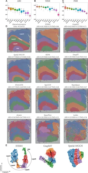STESH outperforms other methods in identifying brain tissue regions and visualizes spatial patterns effectively in brain samples.