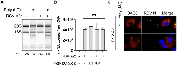 RSV avoids the cell's antiviral defense by evading the OAS–RNase L pathway, shown in infected lung cells treated with viral RNA mimic.