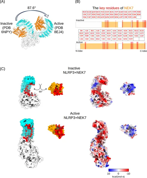 NEK7 binds differently to inactive and active NLRP3, showing key contact points and charge interactions during activation.