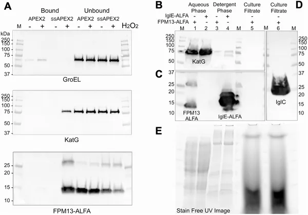 FPM13 is a soluble protein found in the space between cell membranes, not secreted outside the cell.
