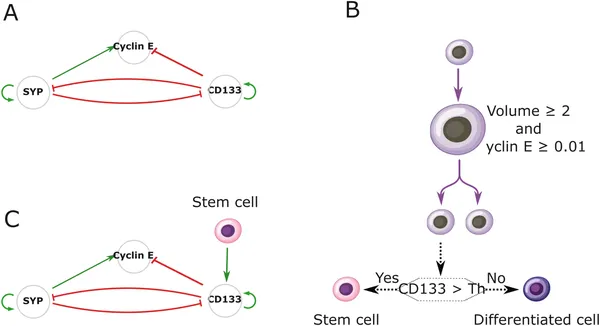 A model shows how three genes control cell growth and fate, with stem cell signals affecting gene activity and cell division decisions.