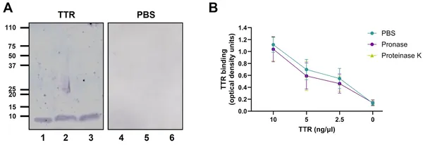 Scientists found where transthyretin binds on P. aeruginosa bacteria by testing protein and sugar parts after enzyme treatments.