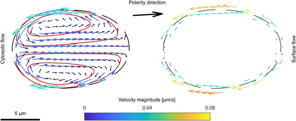 Cell movement causes flows inside and on the surface, shown by arrows and colors, driven by protrusive forces in the cell's moving direction.