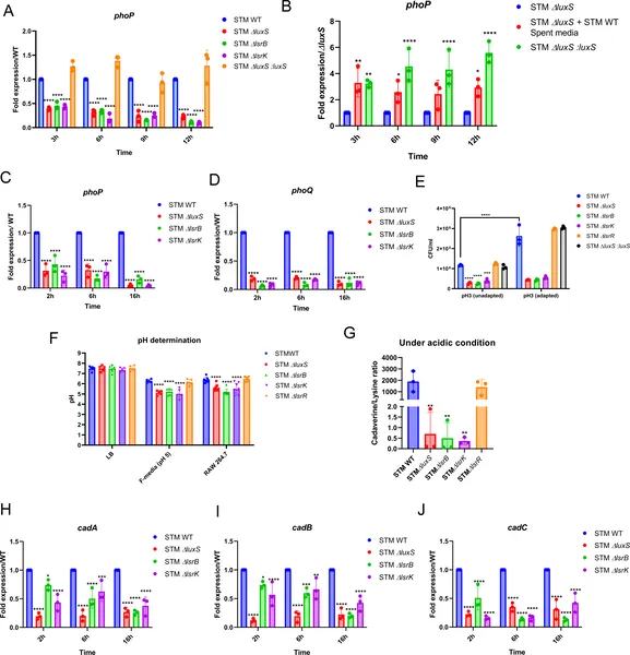 The LuxS/AI-2 system helps bacteria sense and adapt to acidic conditions by regulating phoP gene expression and acid tolerance.
