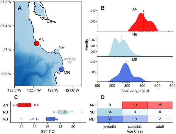 Map and data showing shark sizes, ages, and water temperatures at three sites in Monterey Bay National Marine Sanctuary.