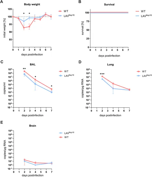 Chimeric ACE2 mice infected with SARS-CoV-2 show changes in weight, survival, and virus levels in lungs, brain, and airways over seven days.