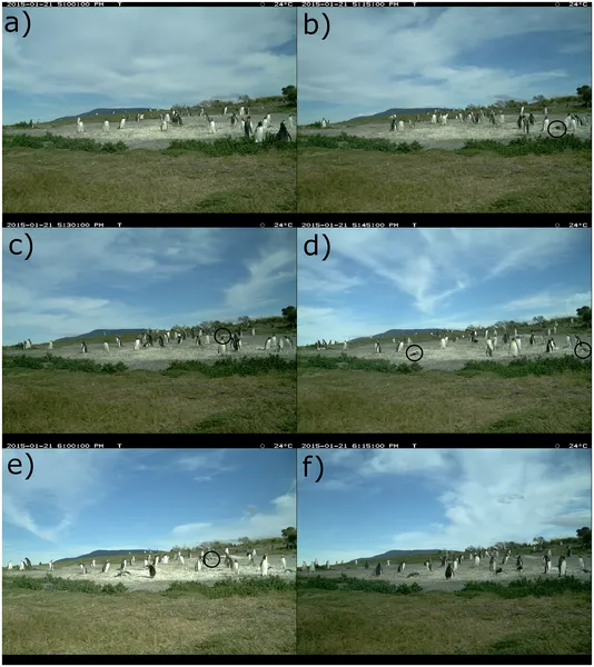 Time-lapse photos show the gradual death of chicks on Jan 21, 2015, with five dead by 6 PM and all chicks panting in 24°C heat.