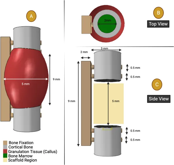 Diagram showing the bone healing area, bone marrow size, and bone with screws fixing a 5 mm rat thigh bone injury.