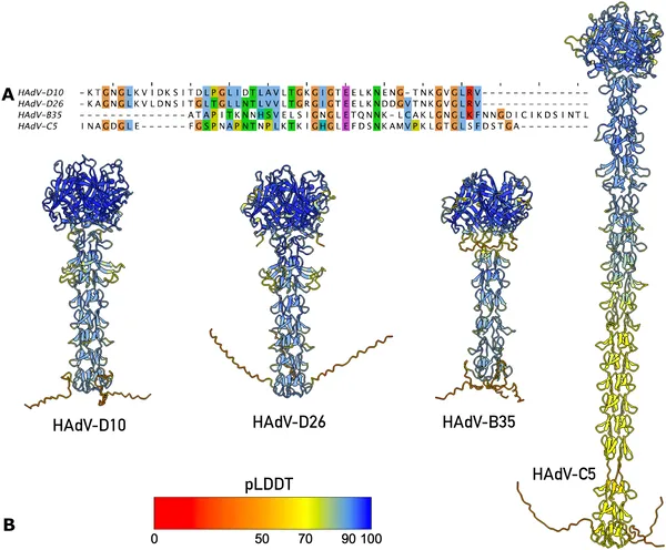 Fig 3 compares the fiber shaft structures of HAdV viruses, showing similar shapes and sequences in species D types HAdV-D10 and HAdV-D26.