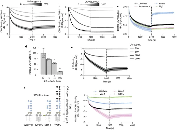 TIM-1 protein binds to bacterial LPS on OMVs, affecting cell uptake and varies with LPS structure and treatments.