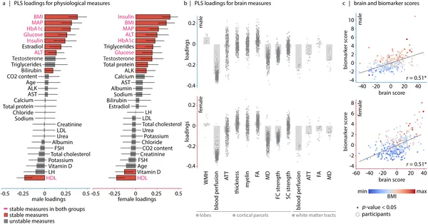 This figure shows how brain features relate to biomarkers like BMI and blood pressure, highlighting a key metabolic pattern in males and females.